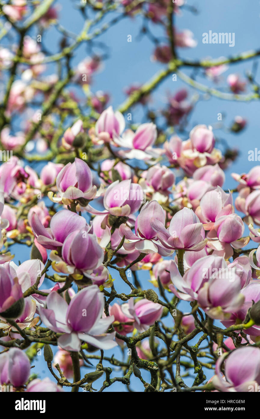 A Magnolia tree in full bloom. Early springtime. Magnoliaceae. Magnolia campbellii. Stock Photo