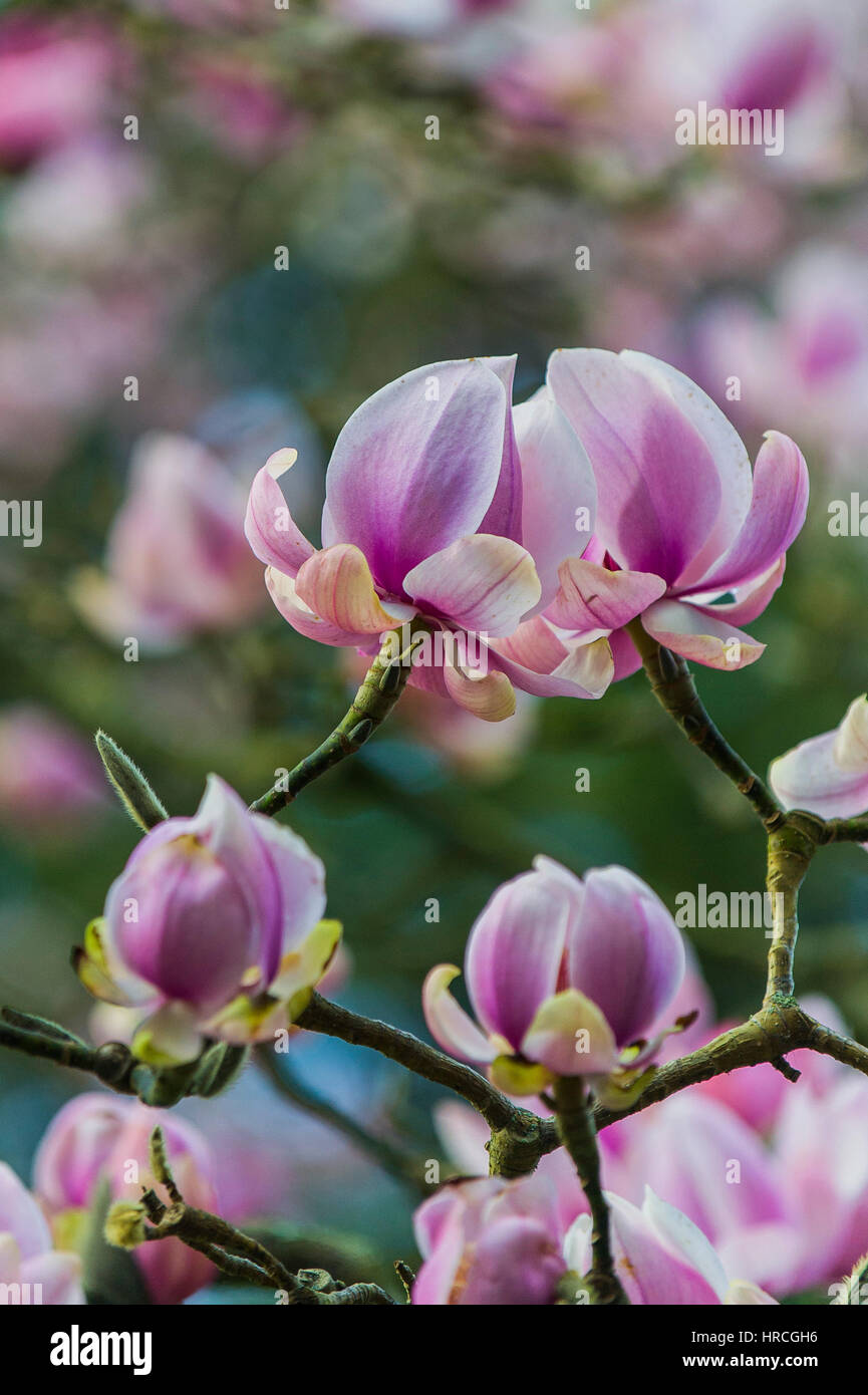 Magnolia tree bloom Early springtime Magnoliaceae Magnolia campbellii. Stock Photo