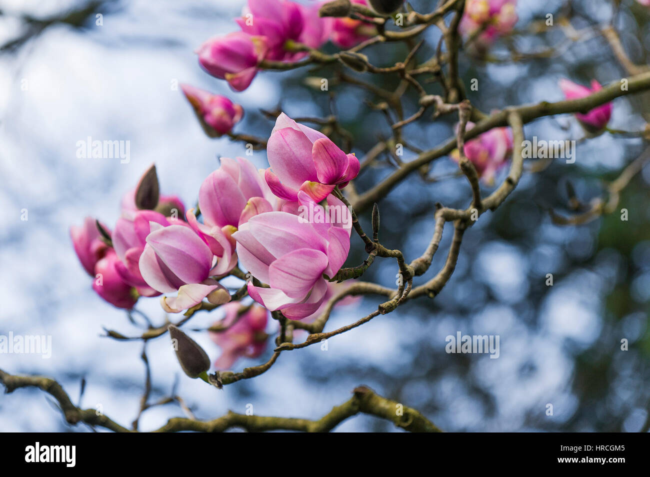 Magnolia tree bloom Early springtime Magnoliaceae Magnolia campbellii. Stock Photo