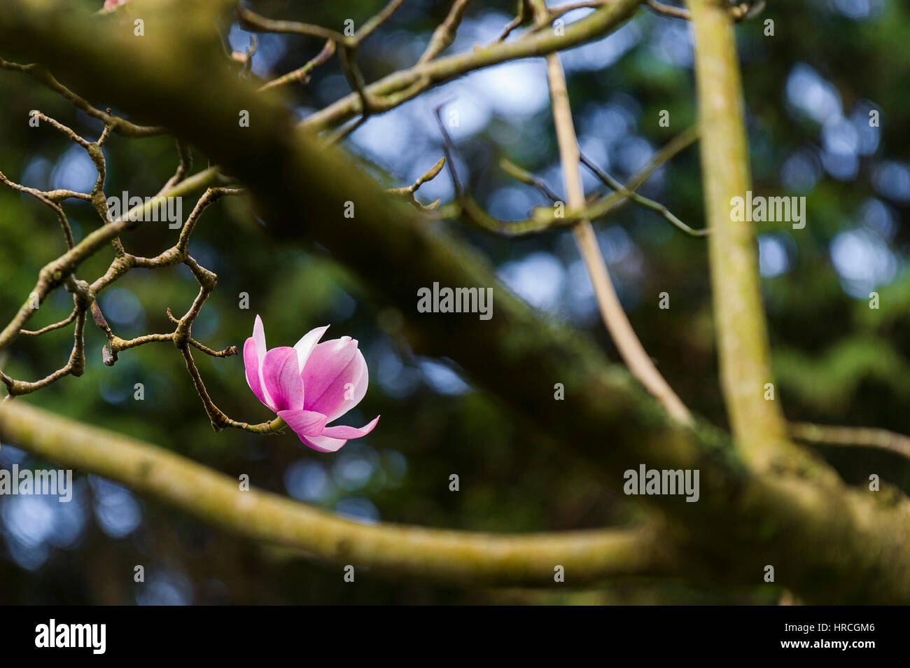 single flower Magnolia tree Early spring Magnoliaceae Magnolia campbellii Stock Photo