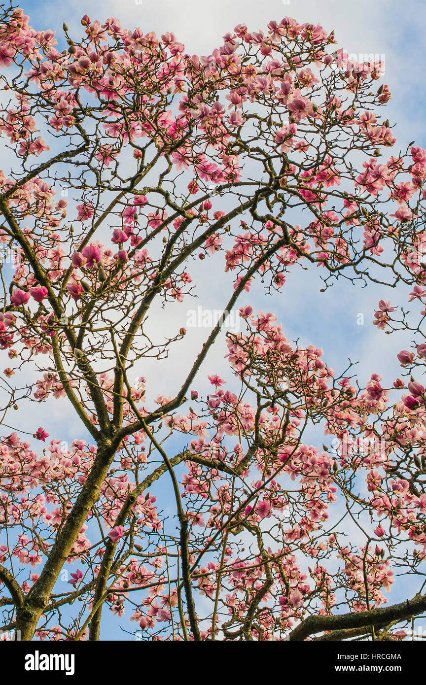 Magnolia tree bloom Early springtime Magnoliaceae Magnolia campbellii. Stock Photo