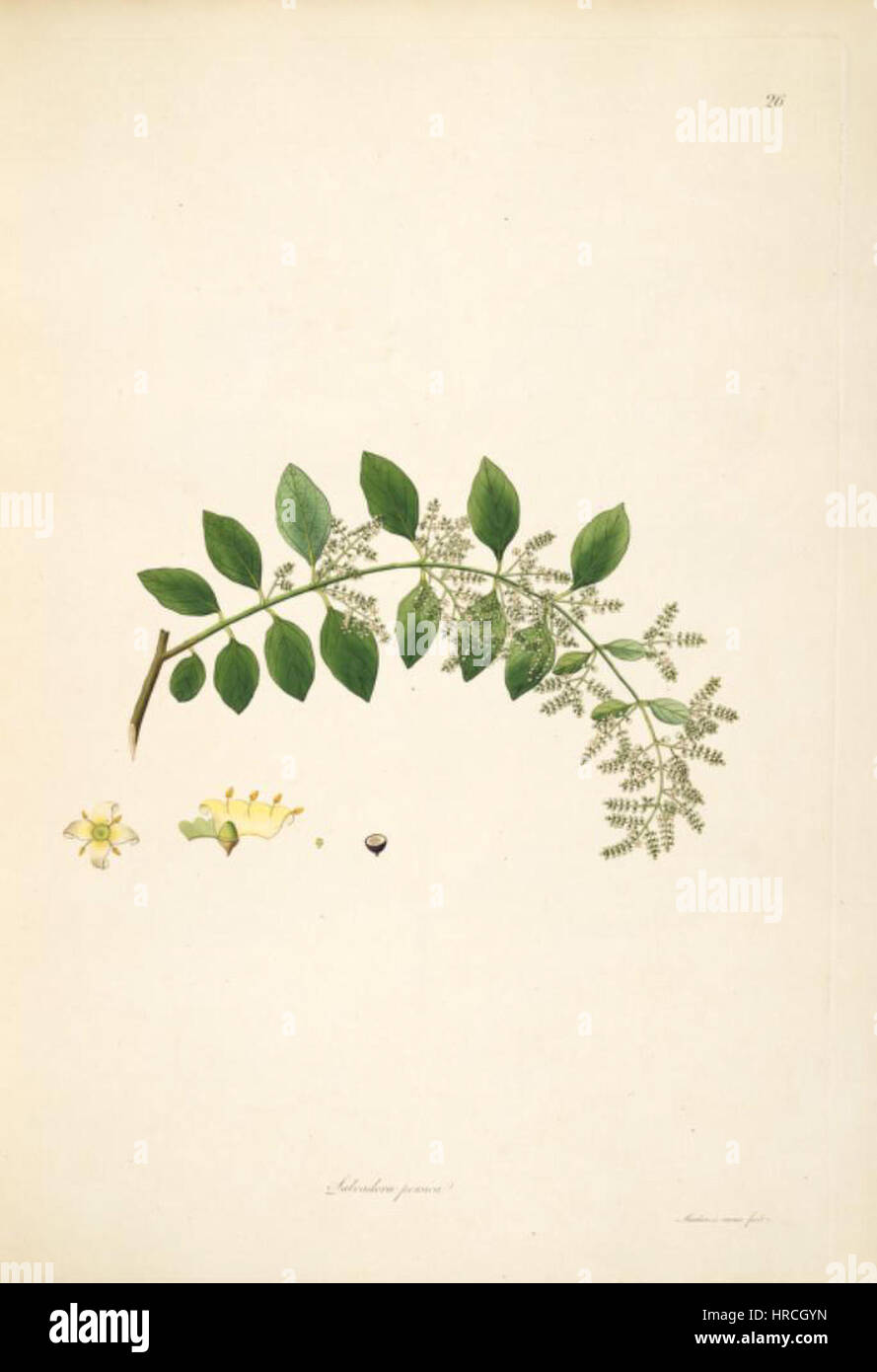 Salvadora persica tree toothbrush tree hi-res stock photography and ...