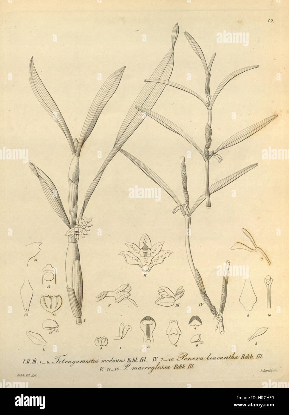 Scaphyglottis modesta (=Tetragamestus modestus) - Xenia v. 1 (1858) tab. 19 Stock Photo