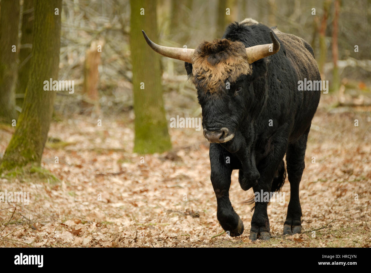 Aurochs animal Bos primigenius with large horns Stock Photo