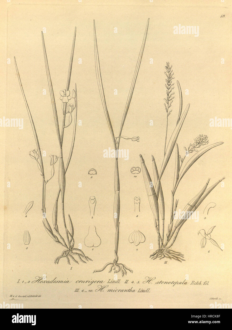 Scaphyglottis crurigera (as Hexadesmia crurigera)-Scaphyglottis behrii (as Hexadesmia stenopetala)-Scaphyglottis micrantha (as Hexadesmia micrantha)-Xenia 1-59 (1858) Stock Photo