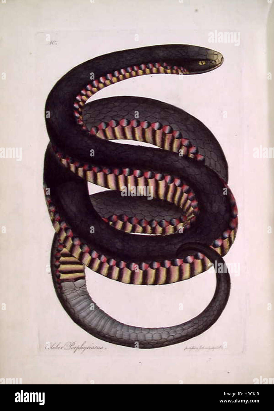 Pseudechis porphyriacus hires stock photography and images Alamy