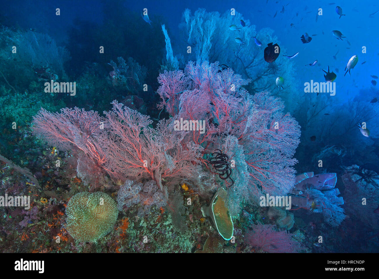 Seascape of a healthy coral reef anchored by a forest of large Gorgonian seafans with a diverse marine ecosystem. Raja Ampat, Indonesia Stock Photo