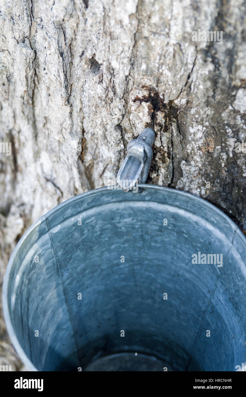 Maple sugar bush Stock Photo Alamy