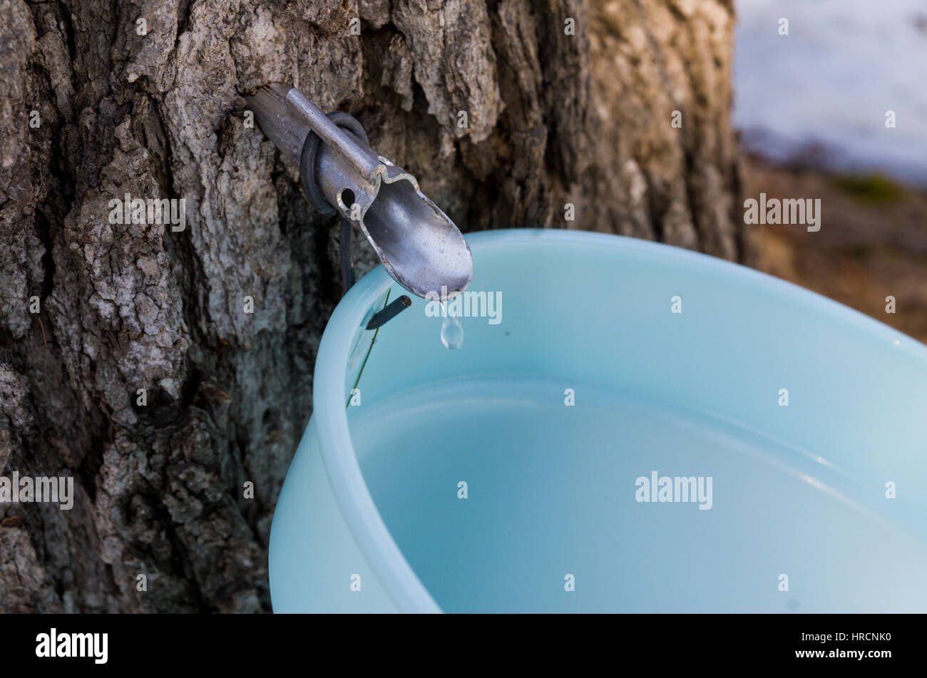 Maple sugar bush Stock Photo 134890084 Alamy