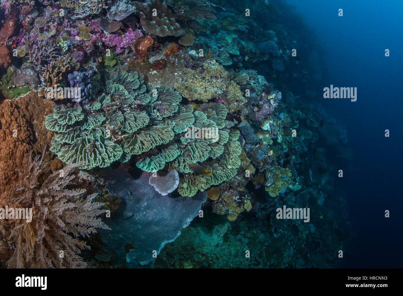 Seascape of deep sea coral reef with a close-focus wide-angle view of bright green hard corals (Pectinia paeonia) on a steep wall. Bunaken Island, Ind Stock Photo