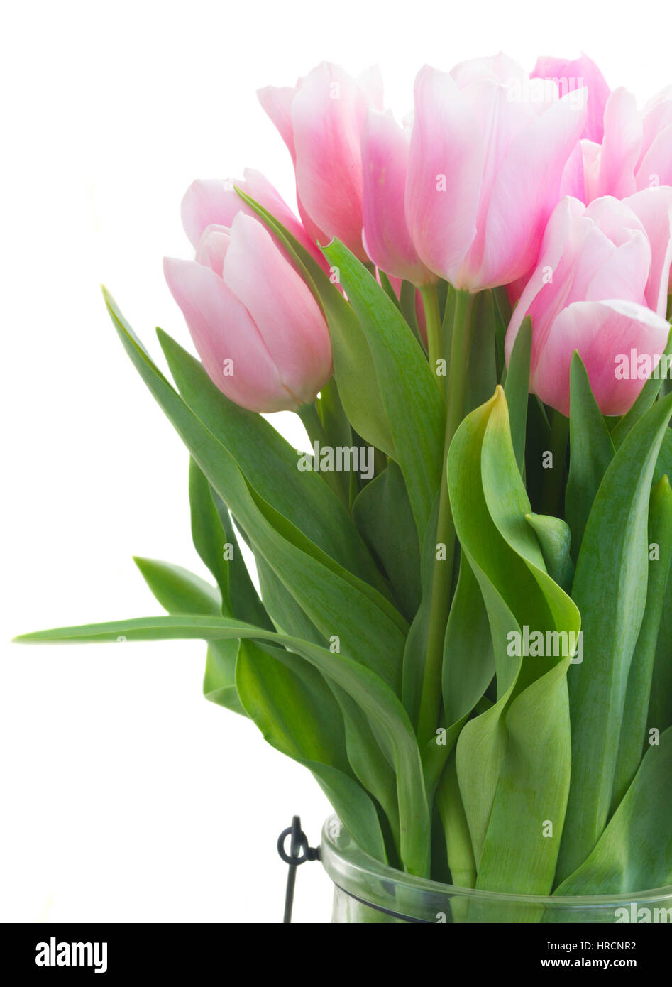 Bouquet of fresh pink tulips close up isolated on white background ...