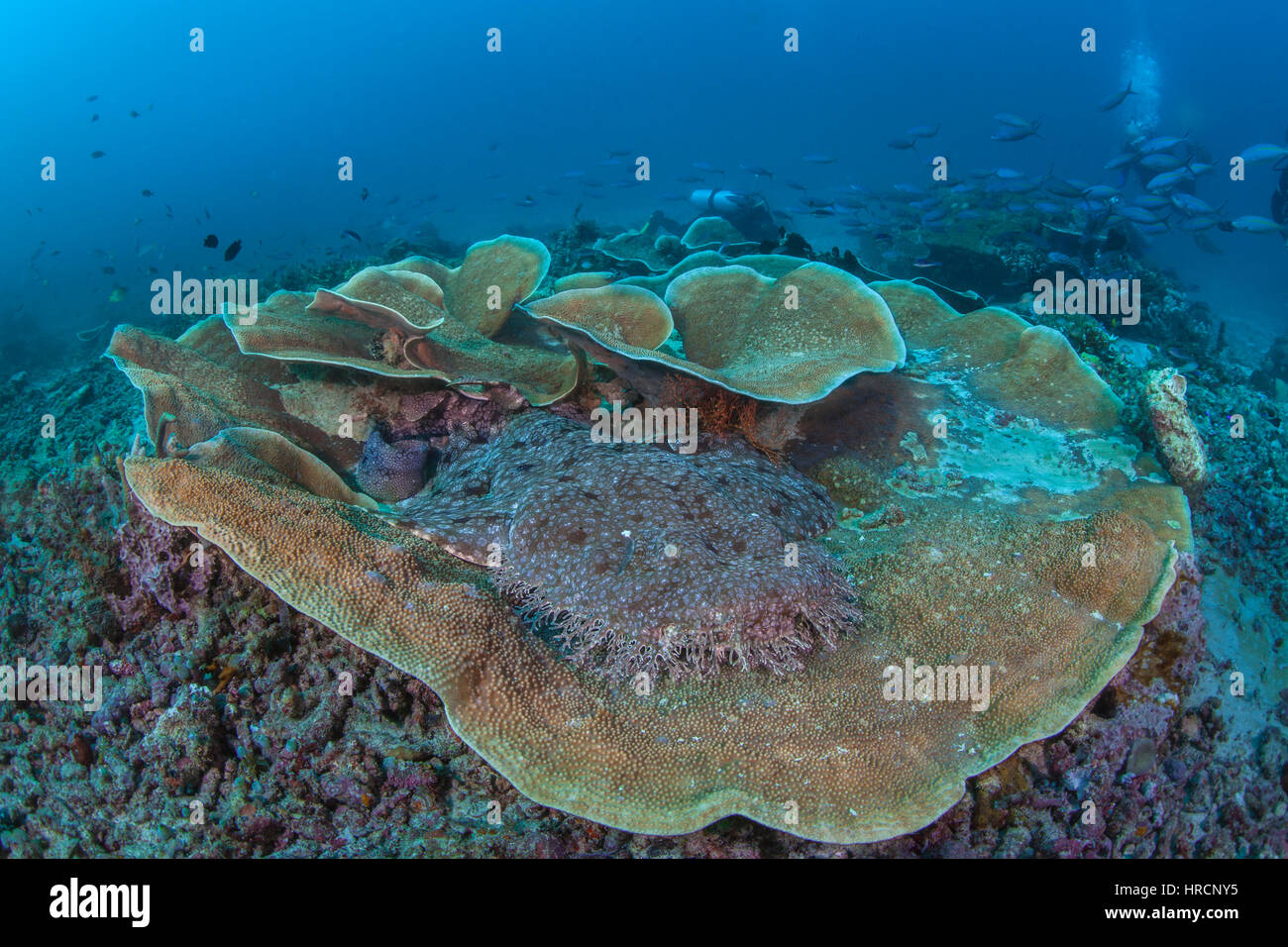 Tasseled wobbegong shark sleeping in a large colony of cabbage coral (Turbinaria) as scuba divers, unaware, swim by in the background. Raja Ampat, Ind Stock Photo