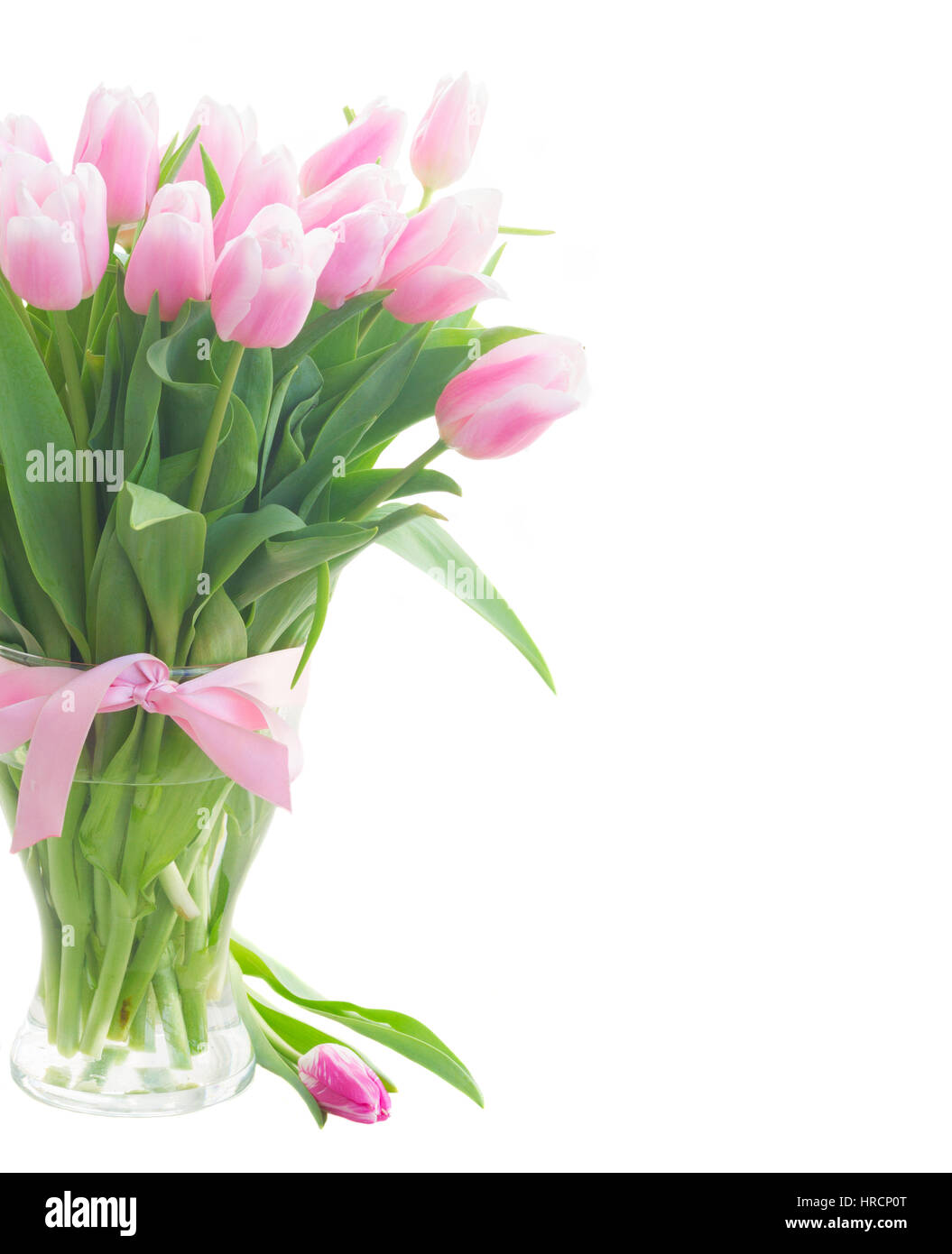 Bouquet of fresh pink tulips in glass vase close up isolated on white ...