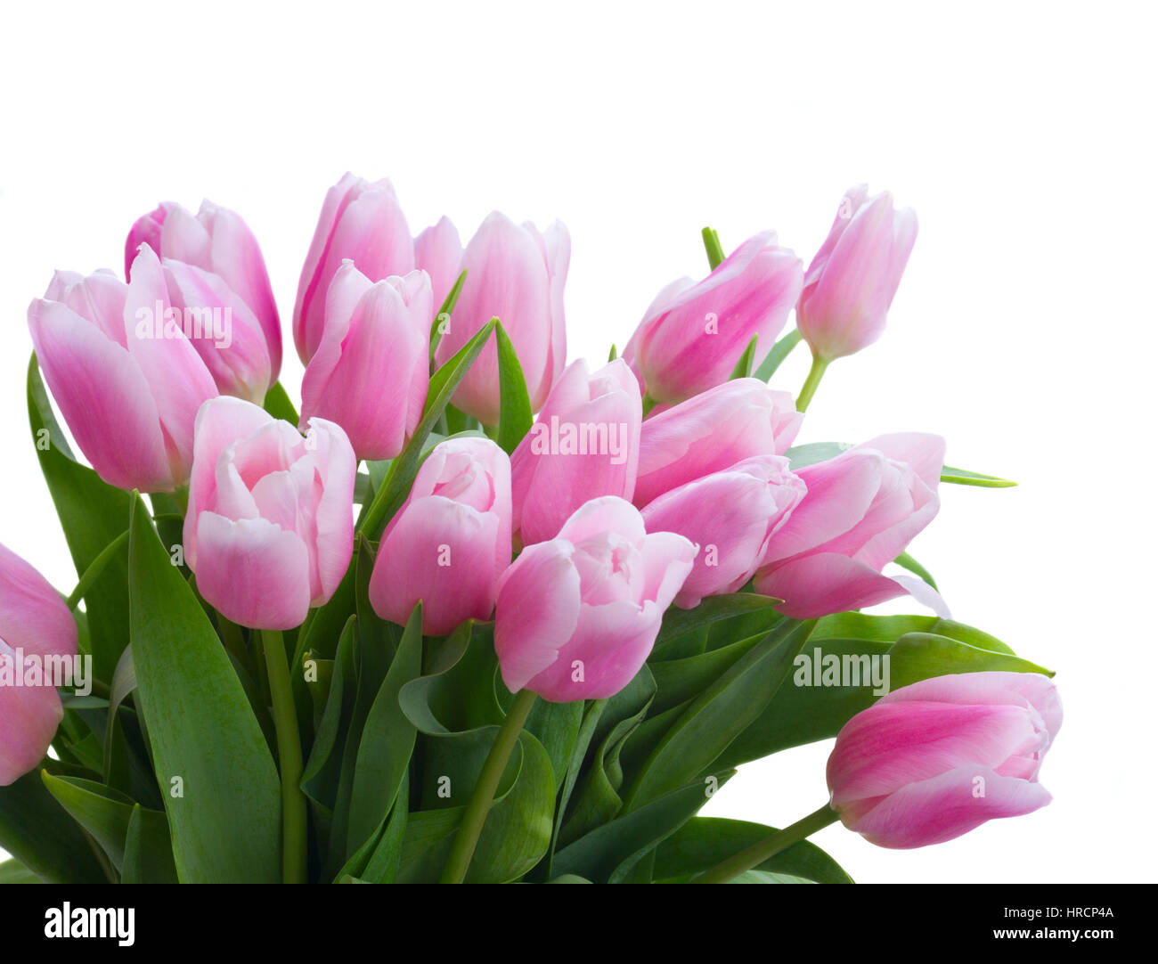 Bouquet of pink tulips close up isolated on white background Stock ...