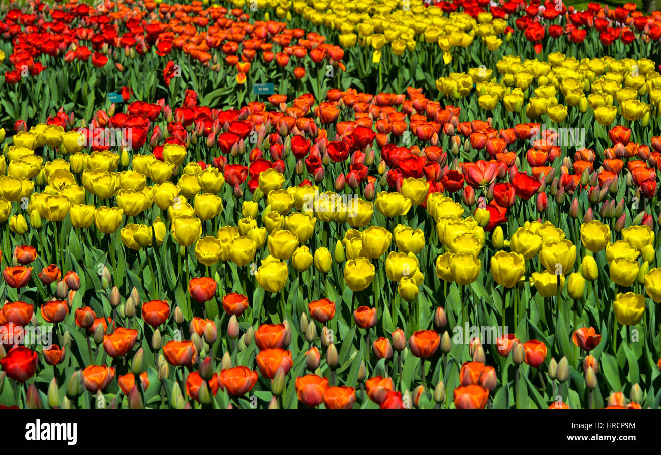 Flower beds with red and yellow Dutch tulips, Keukenhof Flower Gardens, Lisse, Netherlands Stock Photo