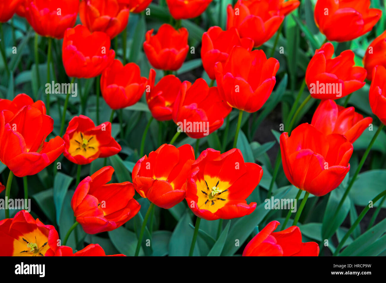 Triumph Tulip Vesna, Keukenhof Flower Gardens, Lisse, Netherlands Stock Photo