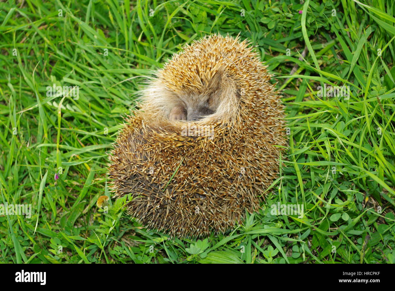Hedgehog green meadow. Wild animal in its natural environment. Stock Photo