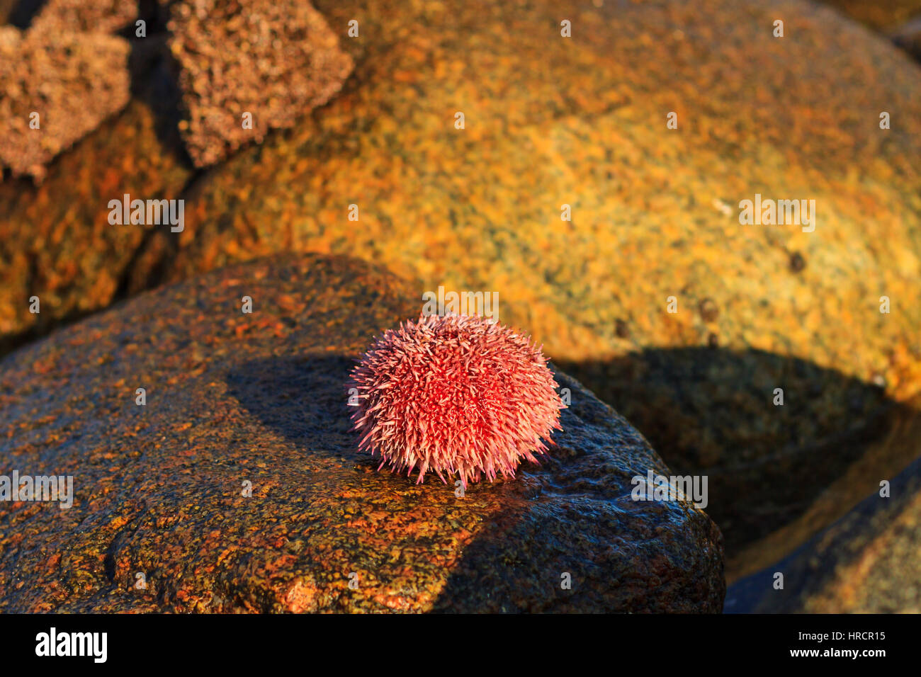 Sea echinus lying on the rocks,Arctic Ocean, Norway, sea, marine inhabitants Stock Photo