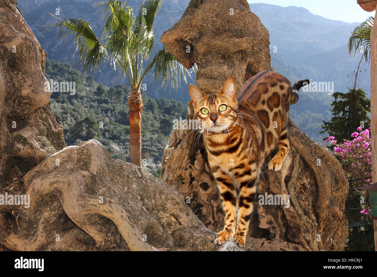 domestic cat, bengal, standing on a olive tree in font of a mountain Stock Photo