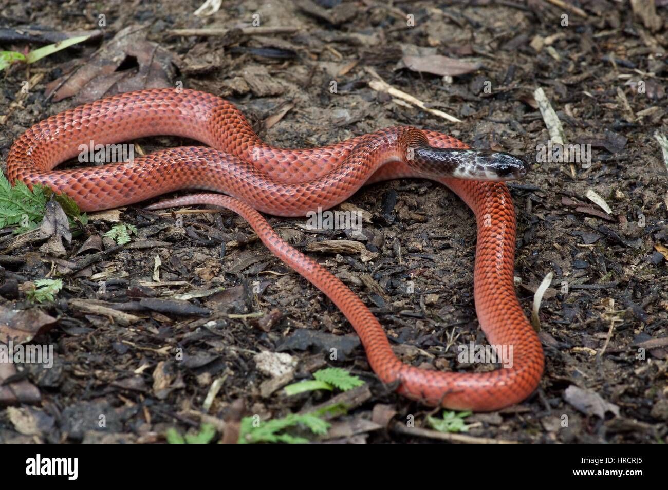 An Amazon Egg-eating Snake on the rainforest floor in Loreto, Peru Stock Photo