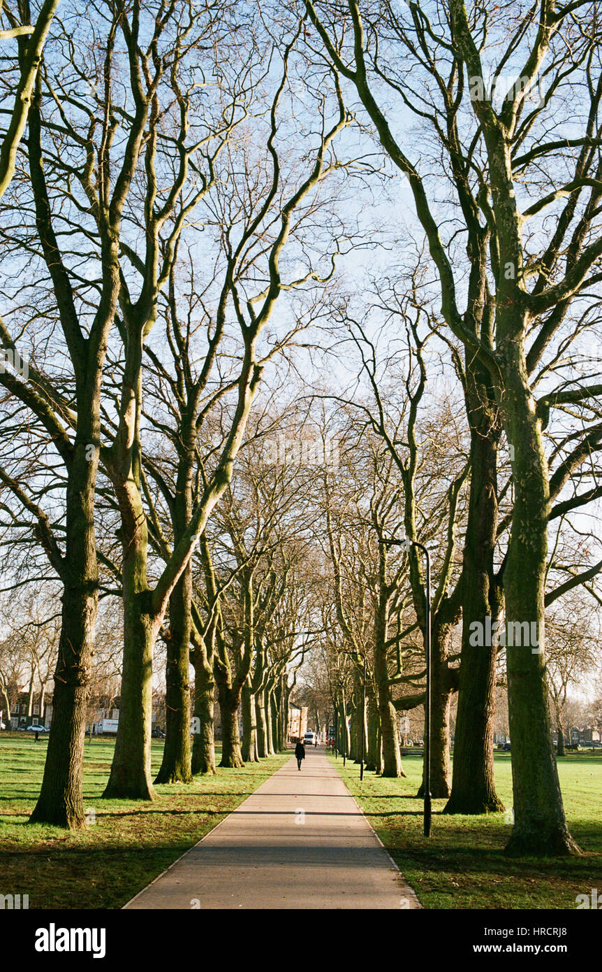 Tree-lined avenue in Millfields Park, Hackney, North East London UK Stock Photo