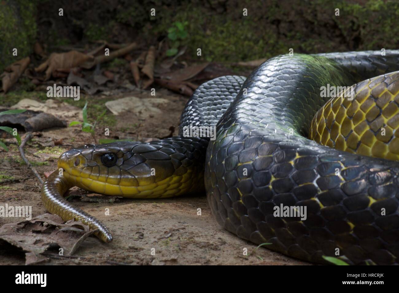 A huge Yellow-tailed Indigo Snake (Drymarchon corais) coiled on the Amazon rainforest floor in Loreto, Peru Stock Photo