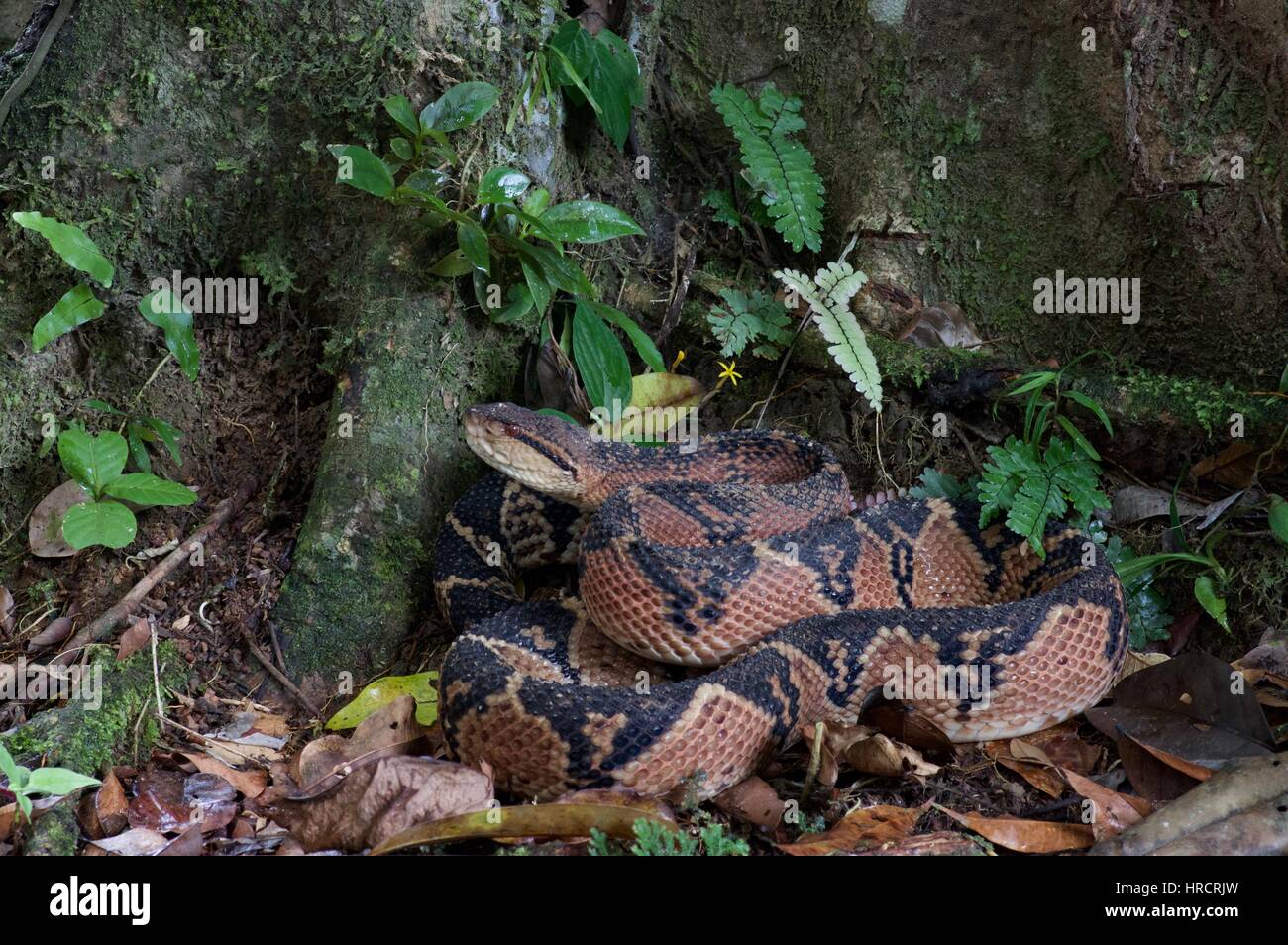 A South American Bushmaster snake (Lachesis muta muta) coiled on the Amazon rainforest floor in Loreto, Peru Stock Photo