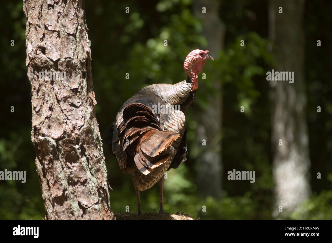 A wild turkey (female) struts her stuff on Cape Cod, Massachusetts