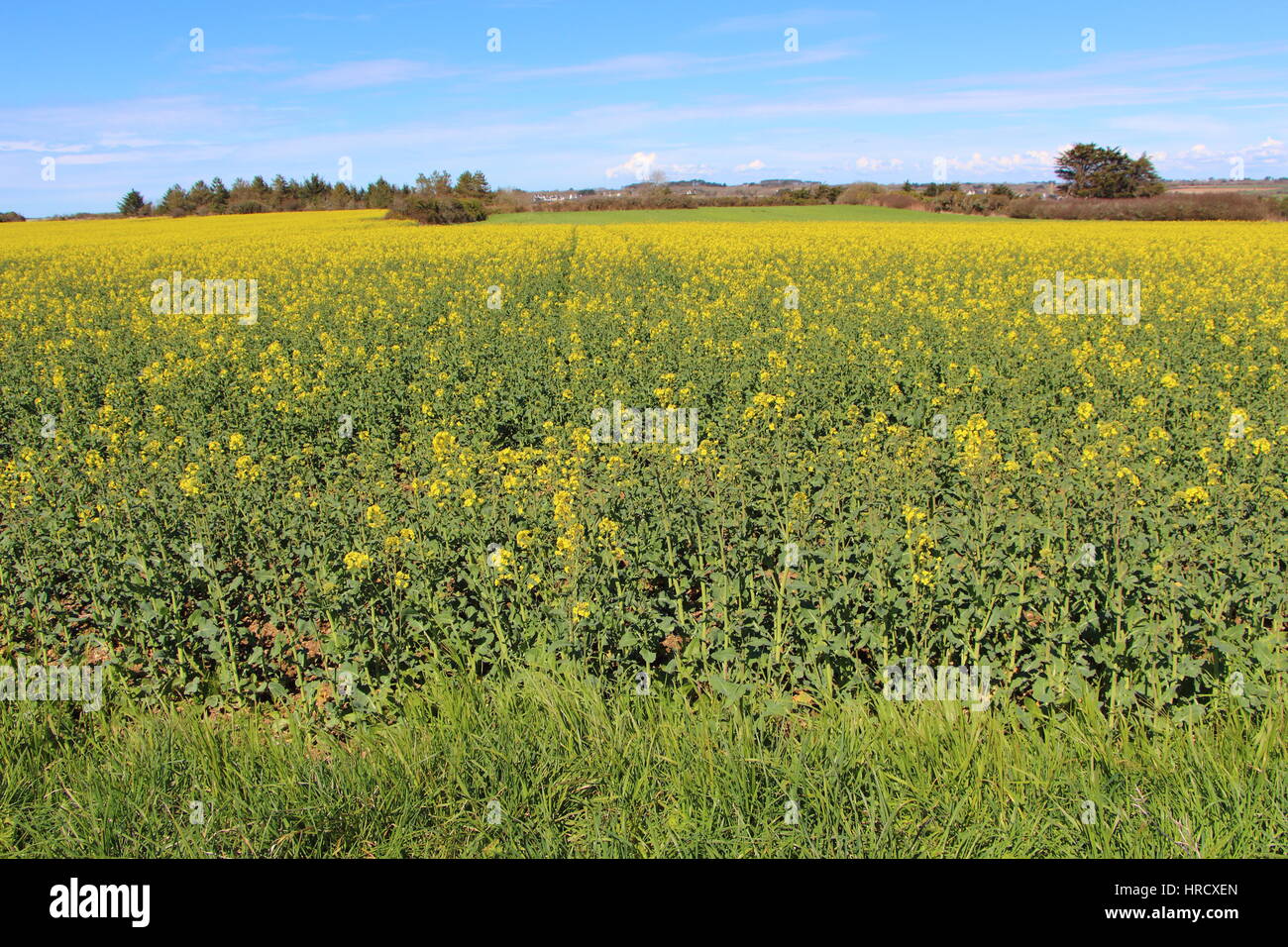 Field of canola in Brittany Stock Photo