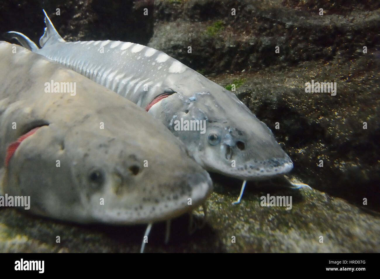 Underwater european sturgeon fish, wildlife siberian fauna Stock Photo