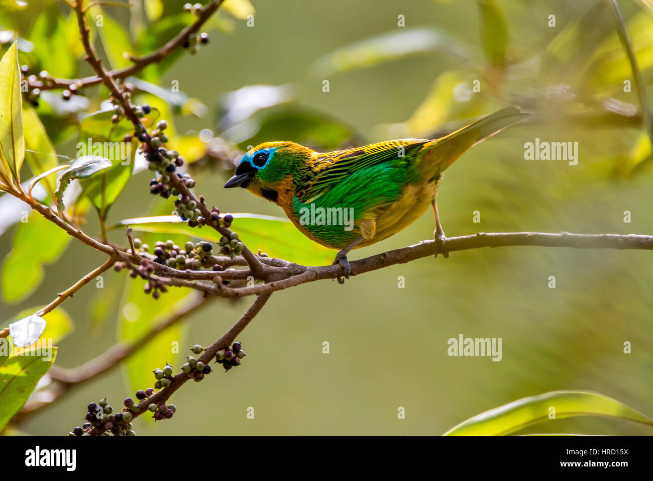 Brassy-breasted Tanager (Tangara desmaresti), photographed in Afonso Cláudio,Espírito Santo - Southeast of Brazil. Atlantic Forest Biome. Stock Photo