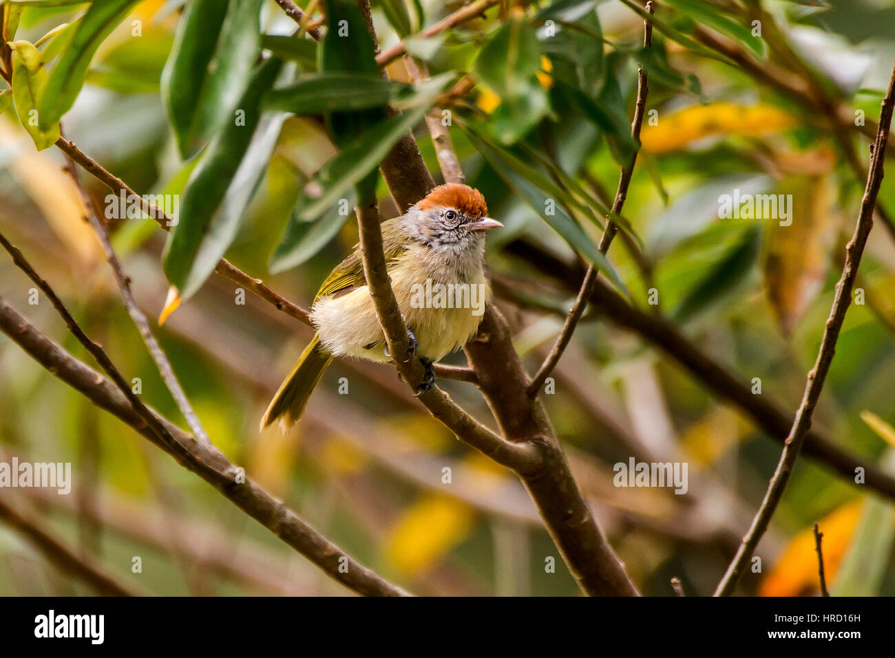 Gray-eyed Greenlet (Hylophilus amaurocephalus), photographed in Afonso Cláudio,Espírito Santo - Southeast of Brazil. Atlantic Forest Biome. Stock Photo