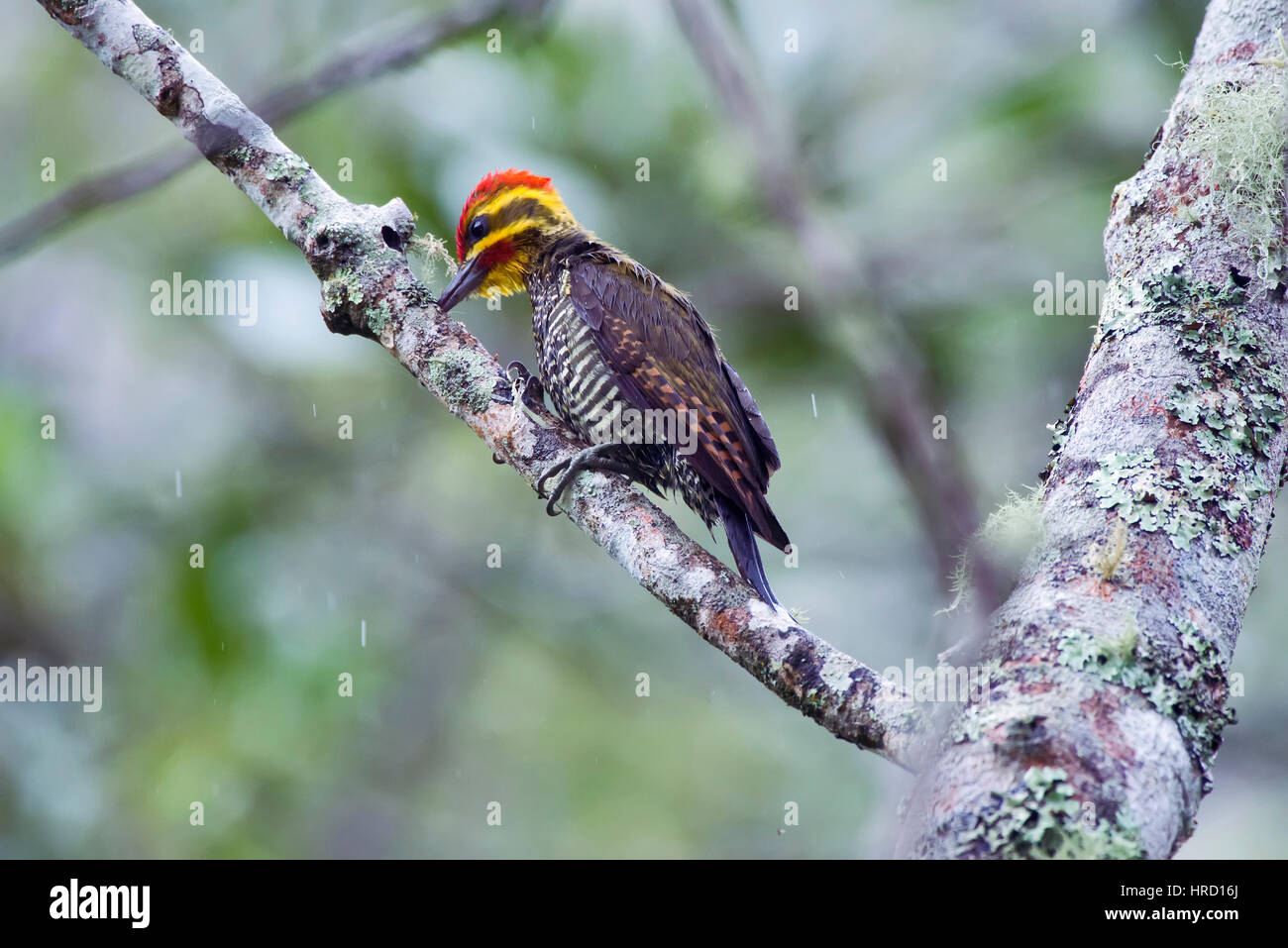 Yellow-browed Woodpecker (Piculus aurulentus), photographed in Domingos Martins, Espírito Santo - Brazil. Atlantic Forest Biome. Stock Photo