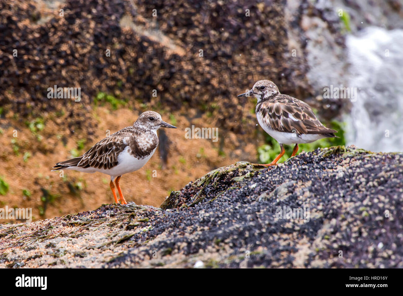 Ruddy Turnstone (Arenaria interpres), photographed in Guarapari, Espírito Santo - Southeast of Brazil. Atlantic Forest Biome. Stock Photo