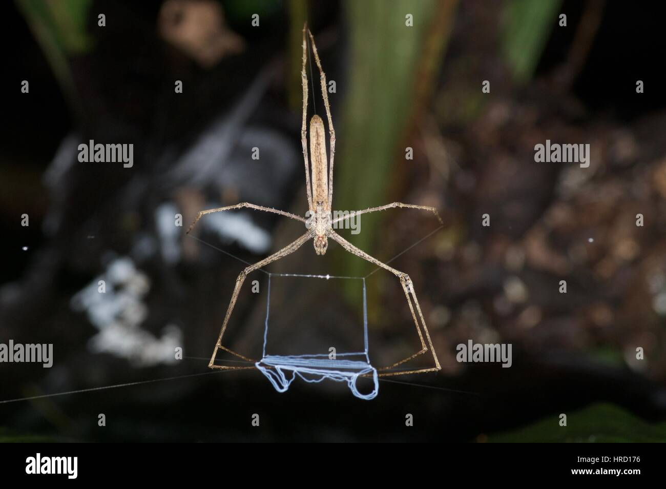 A Net-casting Spider (family Deinopidae) in the Amazon rainforest at night in Loreto, Peru Stock Photo