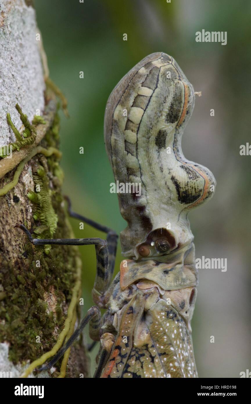 Close-up of a Peanut-headed Bug (Fulgora laternaria) on a tree trunk in the Amazon rainforest in Loreto, Peru Stock Photo