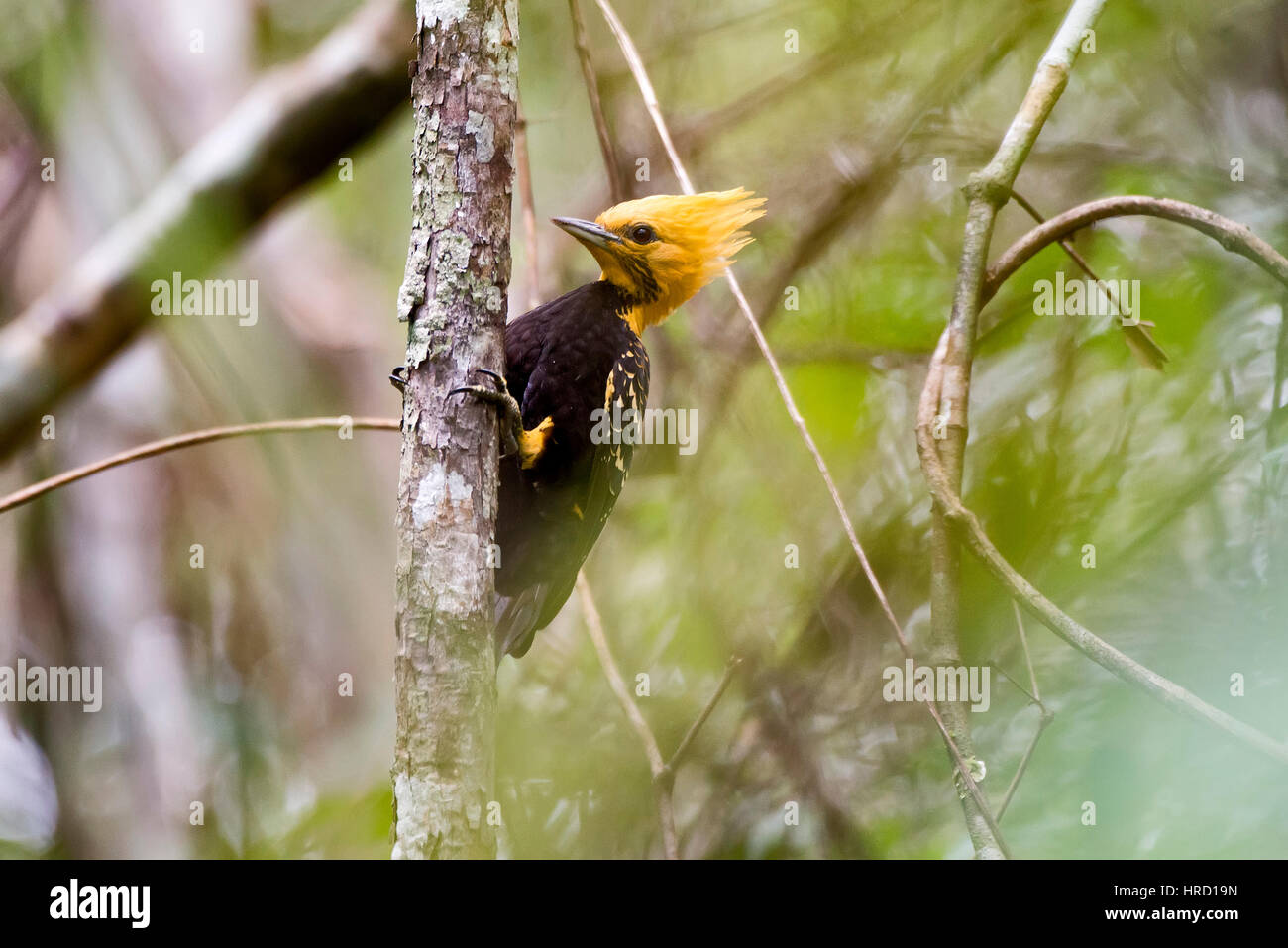 Blond-crested Woodpecker (Celeus flavescens) photographed in Sooretama/Linhares, Espírito Santo - Southeast of Brazil. Atlantic Forest Biome.' Stock Photo