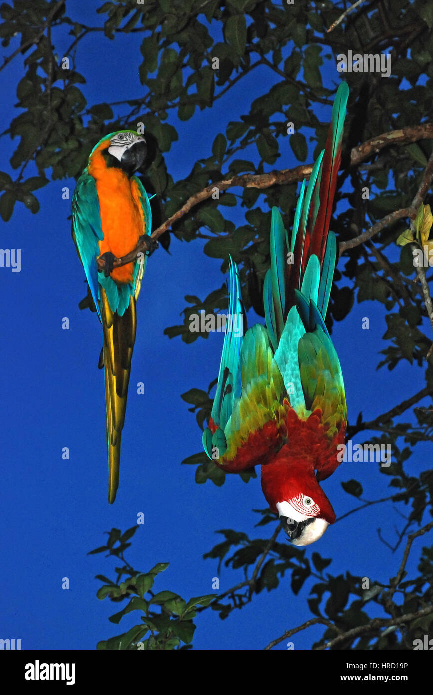 Red-and-green Macaw (Ara chloropterus), photographed in Concenção da Barra, Espírito Santo - Brazil. Atlantic Forest Biome. Stock Photo