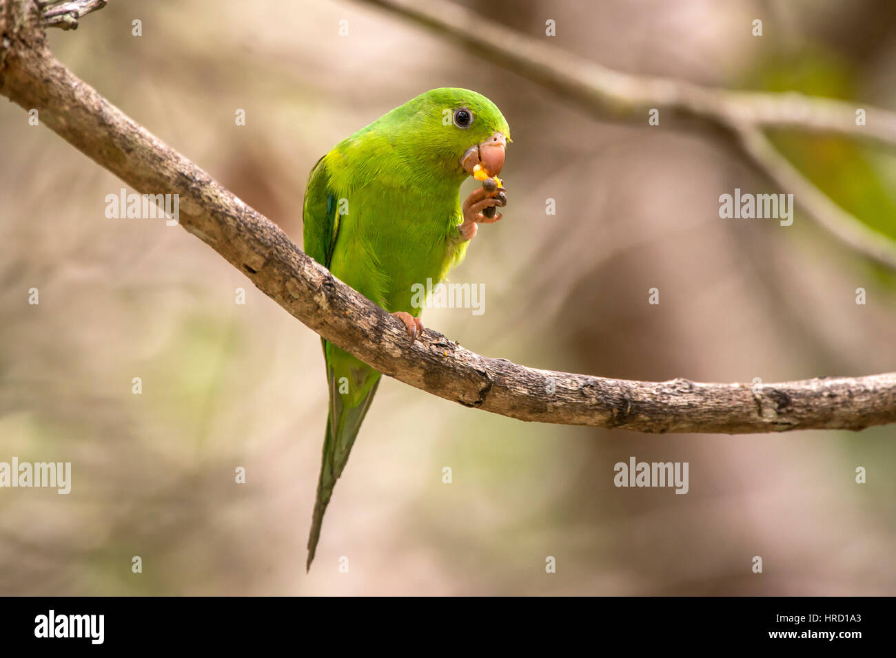 Plain Parakeet (Brotogeris tirica) perched on a branch, in Sooretana, Espírito Santo, Brazil. Stock Photo