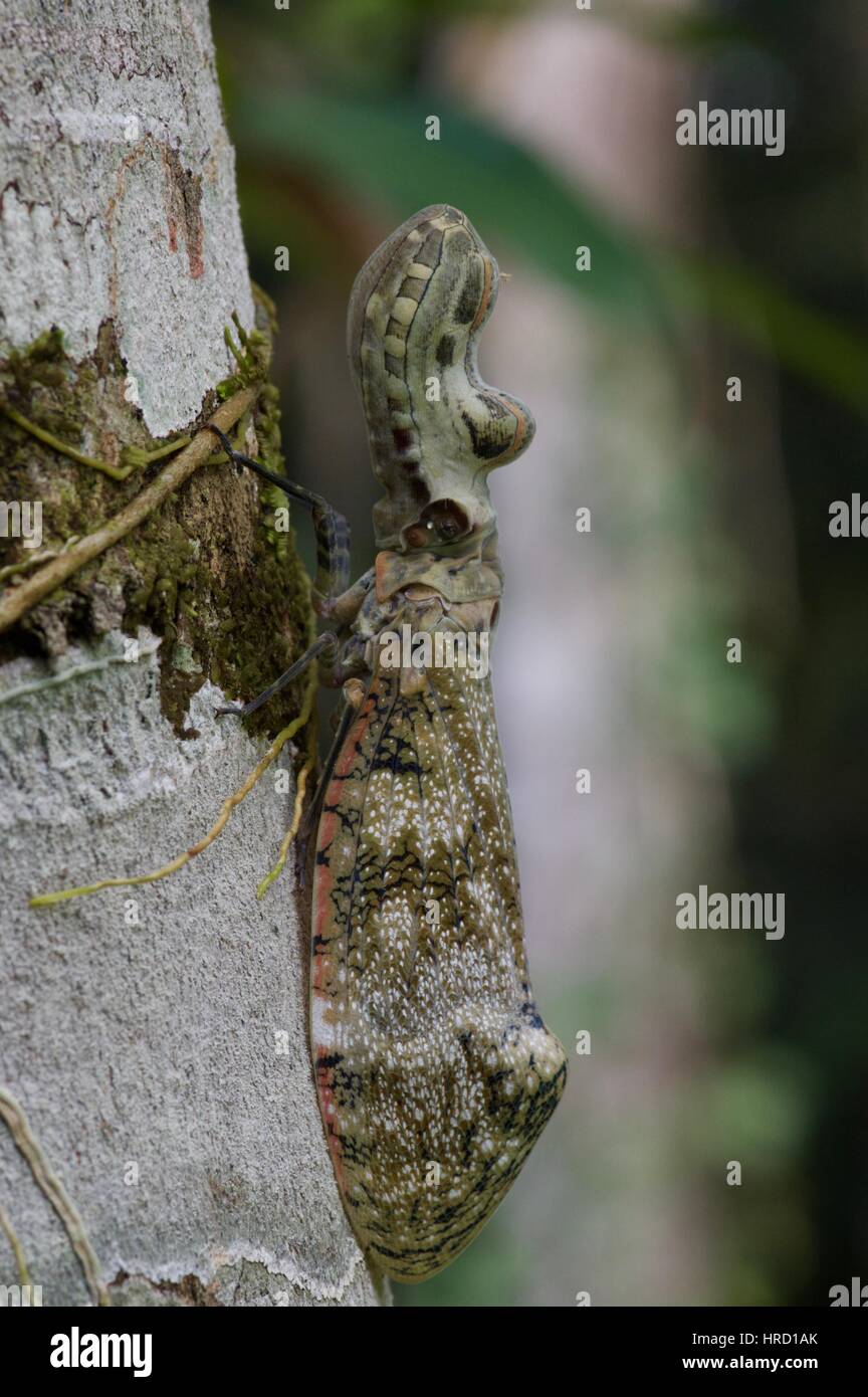 A Peanut-headed Bug (Fulgora laternaria) on a tree trunk in the Amazon rainforest in Loreto, Peru Stock Photo