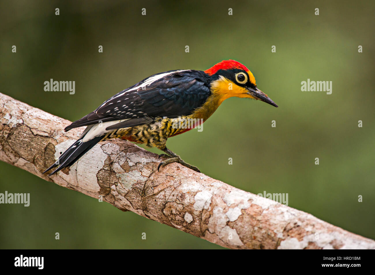 Yellow-fronted Woodpecker  (Melanerpes flavifrons), photographed in Sooretama/Linhares Linhares, Espirito Santo - Brazil. Atlantic Forest Biome. Stock Photo