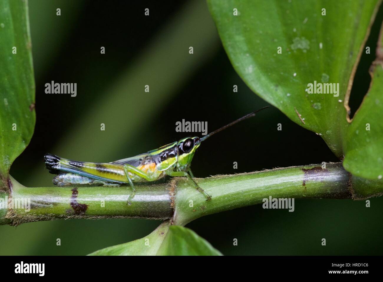 A shorthorned (family Acrididae) on vegetation in the