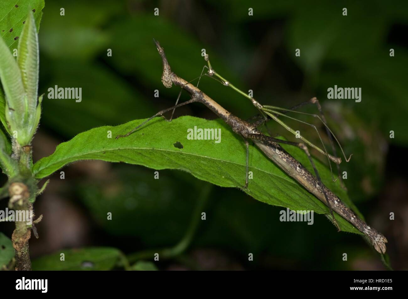 A mating pair of Jumping Sticks (Apioscelis sp.) in the Amazon rainforest  at night in Loreto, Peru Stock Photo - Alamy