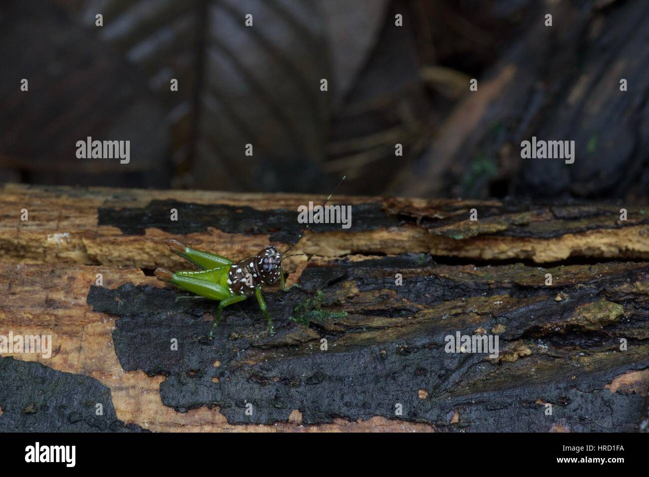 A colorful short-horned grasshopper nymph (family Acrididae) on a log in the Amazon rainforest in Loreto, Peru Stock Photo
