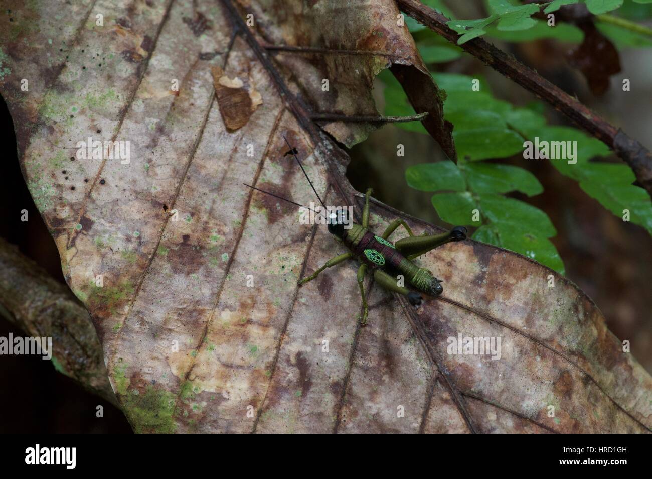 A Conspicuous Ommatolampis grasshopper (Ommatolampis perspicillata) in the leaf litter in the Amazon rainforest in Loreto, Peru Stock Photo