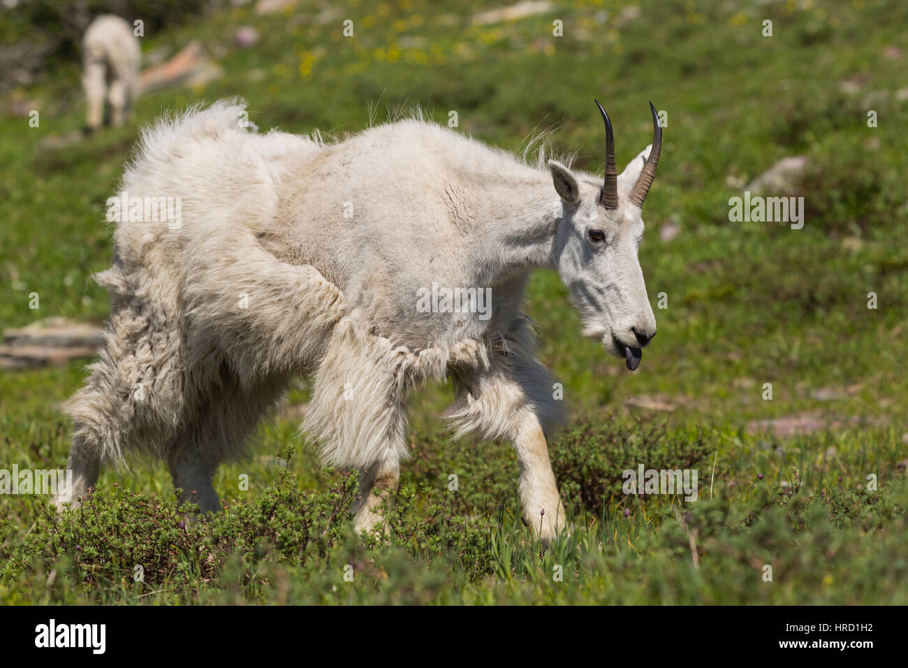 Mountain Goat (Oreamnos americanus) shedding its winter coat in Glacier