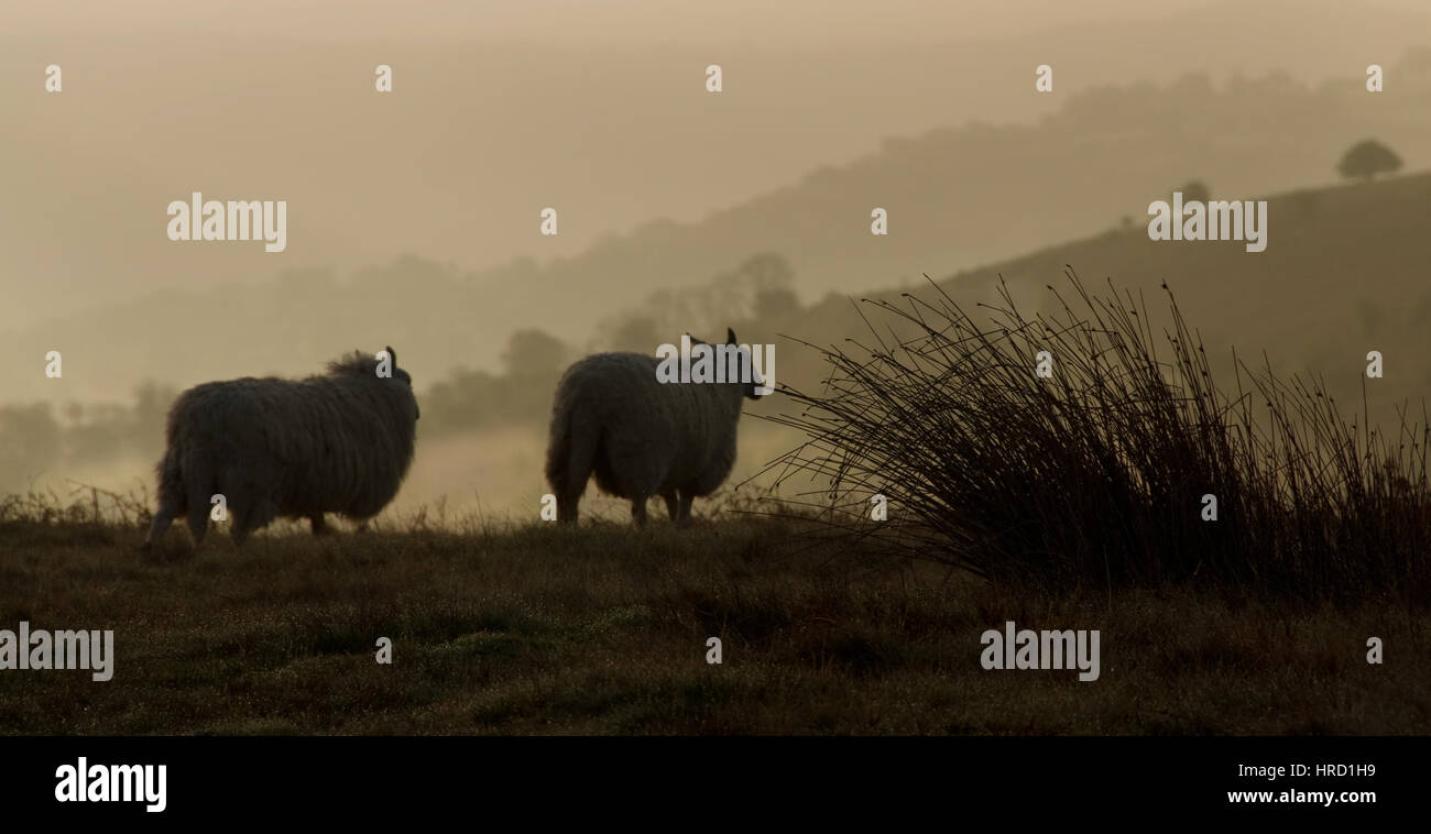Sheep at dawn in the Black Mountains, Brecon Beacons National Park, Wales, United Kingdom Stock Photo