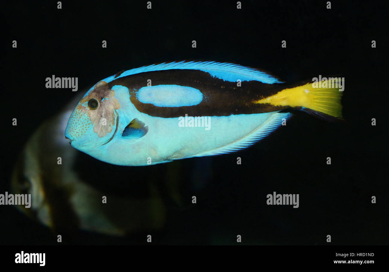 Pacific Blue Tang (Paracanthurus hepatus), aka Regal or Royal Blue Tang or Blue Flagtail surgeonfish, aka 'Dory' Stock Photo