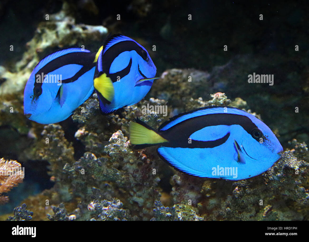 Three Pacific Blue Tangs (Paracanthurus hepatus), aka Regal or Royal Blue Tang or Blue Flagtail surgeonfish, aka 'Dory' Stock Photo