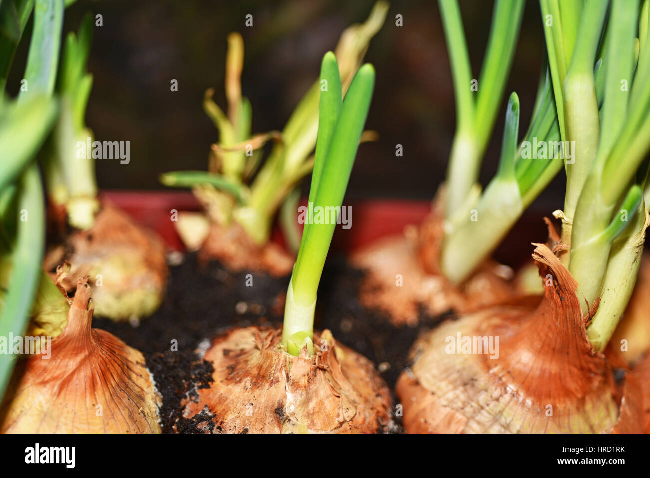 Green onion. Macro photo. Isolated on dark background Stock Photo - Alamy